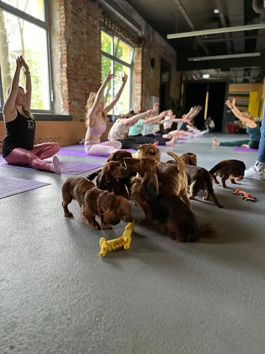 Doggy Yoga Kraków